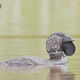 'You Bloody Fool,' Says First Talking Duck Known to Science